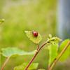 Божья коровка :: Александр 