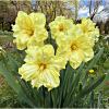 Нарциссы. :: Валерия Комова