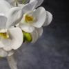 Орхидея :: Татьяна Евдокимова