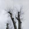 Дерева :: Наталья Герасимова