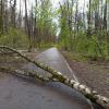 "Шлагбаум". Поваленных деревьев на самом деле очень много :: Андрей Лукьянов