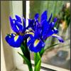 Ирисы :: Ольга Довженко