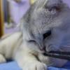 Цап,царап... :: Марина Леонидовна