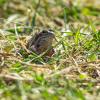 A frog in the grass on a spring day | 13 :: Sergey Sonvar