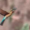 Blue-tailed Bee-eater (philippinus) :: Yudong Liu