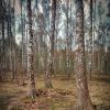 Весна. Парк Сосновка. :: Лилия *