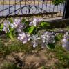 Ветка :: Анатолий Чикчирный
