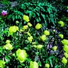Купальница цветёт :: Людмила Смородинская