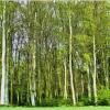 ЛЕС... :: Elvira E. 