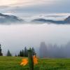 misty morning :: Elena Wymann