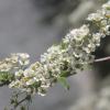 весна :: Ирина Милонова