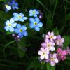 Нежная красота :: Людмила Смородинская