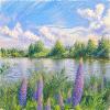 Люпины (Lupinus) :: Денис Бочкарёв