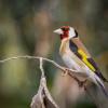 Обыкновенный щегол (лат. Carduelis carduelis) :: Александр Григорьев