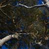 Ветви сосен. :: Константин Белоногов