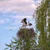Городские... :: Светлана Фокша