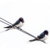 Hirundo rustica :: Сеня Белгородский