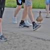 Вы куда?! Я с вами... :: Валентина Нефёдова