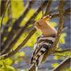 Удод.Hoopoe. :: Александр Григорьев