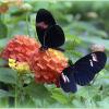 *** :: Aleksandr Gal