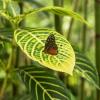 Nature of Panama :: Анастасия Фотографовна