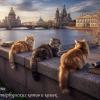 С Днём петербургских котов и кошек! :: Валерий Иванович