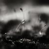 Дары своенравной зимы. :: Анатолий Щербак