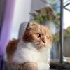 Котопортрет :: Елена 