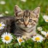Котенок в ромашках :: Наталья ***