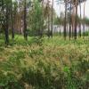 Воронеж окраина :: Елена Шаламова