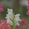 Antirrhinum majus :: Giant Tao /