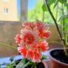 Пеларгония зональная :: Александр Ш