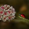 Вперёд, к красоте. :: Татьяна Бравая