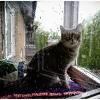 Raining cats, no dogs :: Maria Rainer