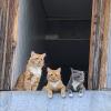 Сидят кошки на окошке :: Мариша Тим