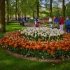 Keukenhof... :: Dmitriy Dikikh