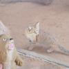 14  КЛОС (465) :: CLOSE WAYS ALL