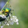 Cetonia aurata :: Владимир Лазарев