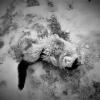 На снегу :: Nora Nowhere