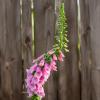 Наперстянка пурпурная (Digitalis purpurea) :: Денис Бочкарёв