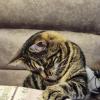 Василий) :: Вера Цаплина