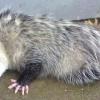 Танатоз, или симуляция смерти :: Валерий Кокорев