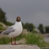 Портрет чайки :: Студия фотографии