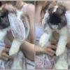 Рафаэль :: Татьяна Машошина
