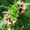белена чёрная :: Елена Шаламова