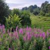 Цветёт Иван - Чай :: Денис Бочкарёв