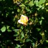 Июль. Розы :: Павленко Михаил