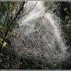 *** :: Aleksandr Gal