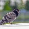 Взгрустнулось :: Валерий Иванович