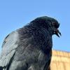 Старость или хотелось попозировать? :: Натали 
